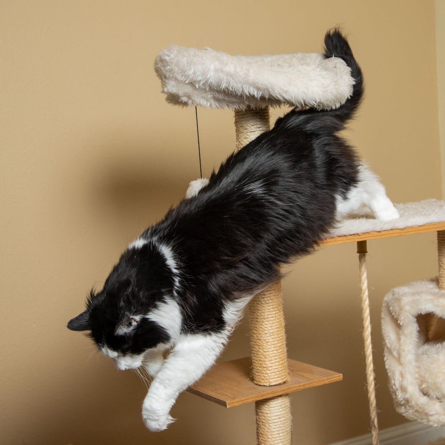 In Clover Connectin Hip and Joint Supplement for Cats, Combines Glucosamine, Chondroitin and Hyaluronic Acid with Herbs, Patented and Clinically Tested to Work in 15 Days