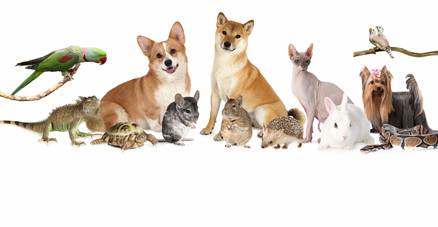 Pet Supplies