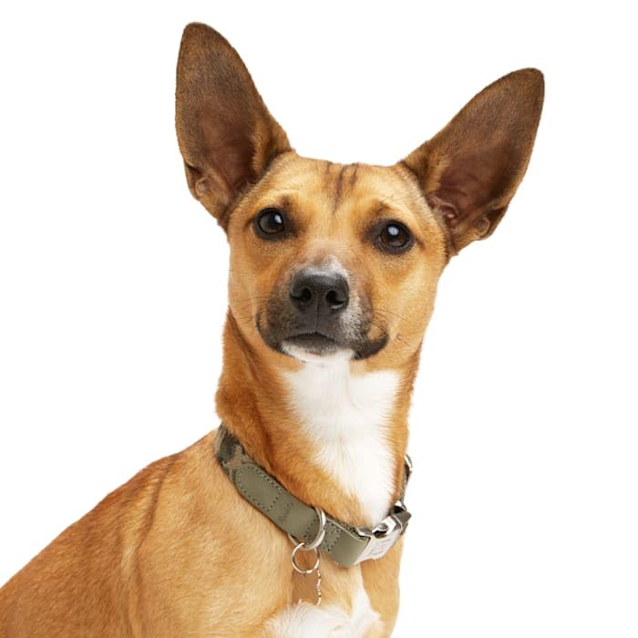 Reddy Green Camo Dog Collar