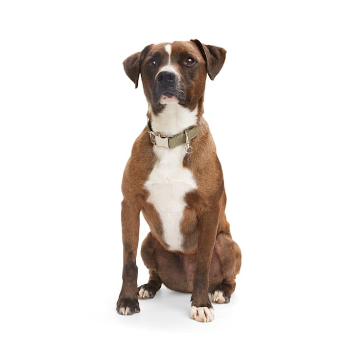 Reddy Green Camo Dog Collar