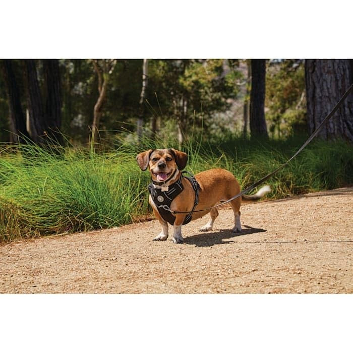 Good2Go Black Front Walking Dog Harness, Medium