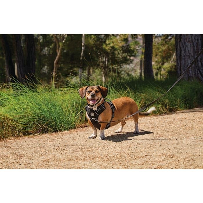 Good2Go Black Front Walking Dog Harness, Medium