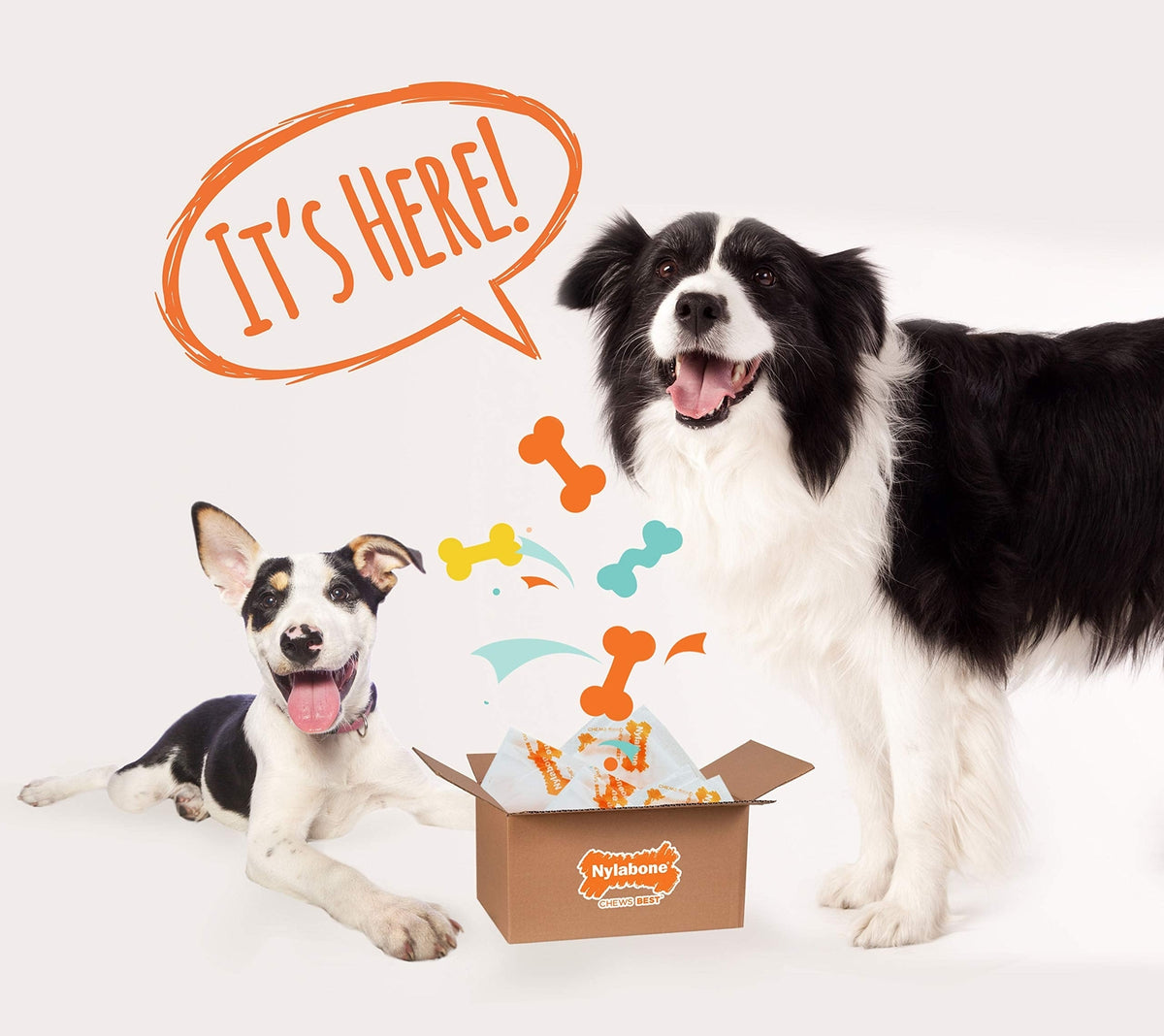 Nylabone Chew Toy Dog Surprise