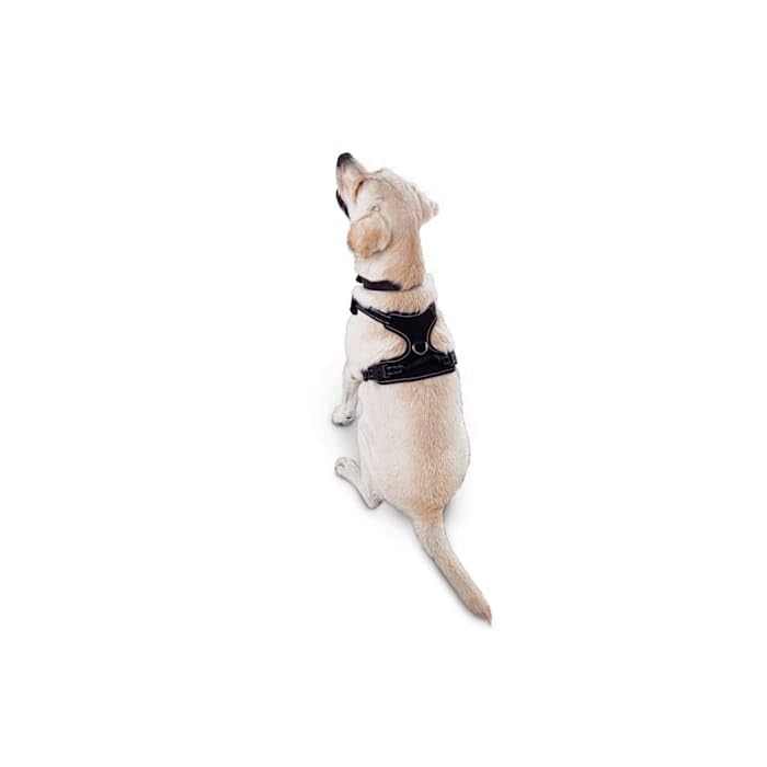 Good2Go Black Front Walking Dog Harness, Medium