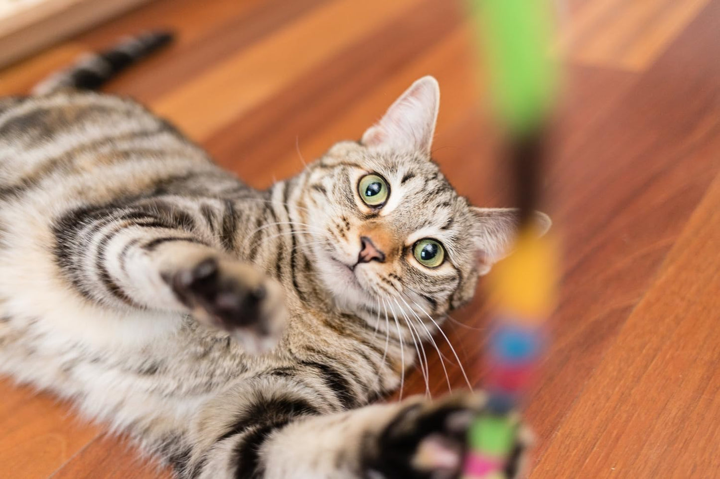 In Clover Connectin Hip and Joint Supplement for Cats, Combines Glucosamine, Chondroitin and Hyaluronic Acid with Herbs, Patented and Clinically Tested to Work in 15 Days