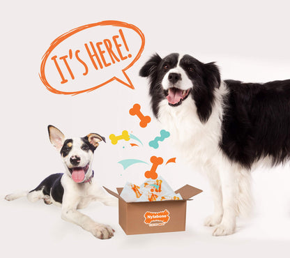 Nylabone Chew Toy Dog Surprise