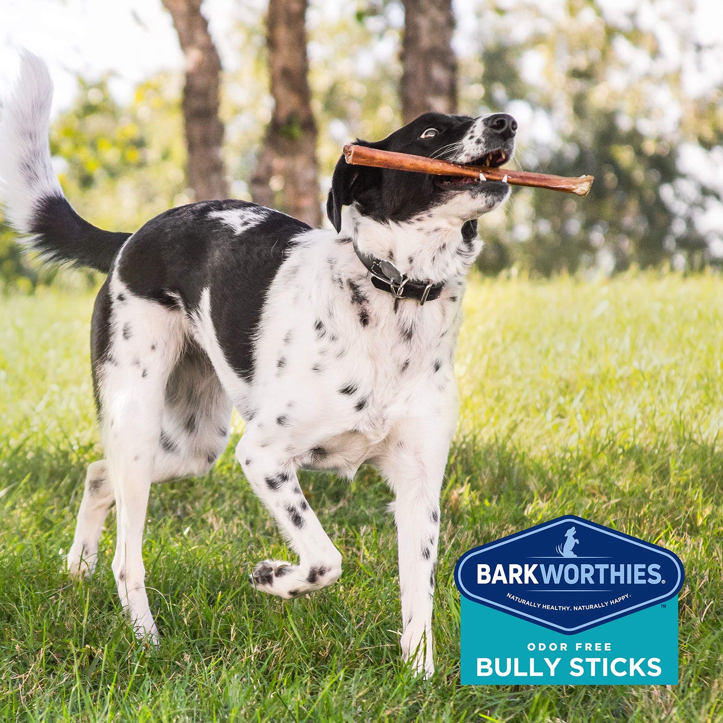 Barkworthies Odor-Free Bully Sticks - Healthy Dog Chews - Protein-Packed, Highly Digestible, All-Natural Rawhide Alternative Dog Treats - Promotes Dental Health